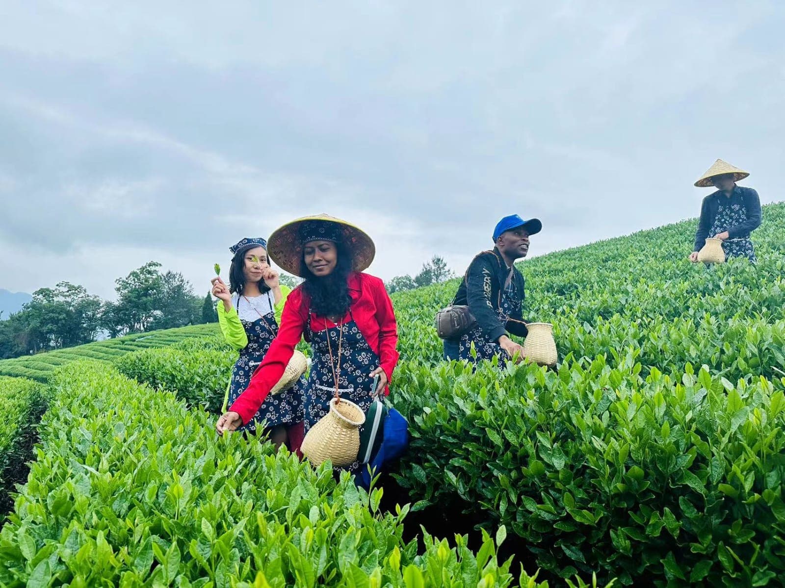 Tea harvest, China